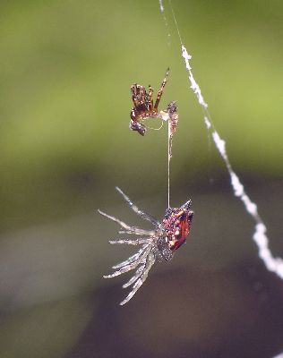 young spiny-backed orb weaver resting after molting