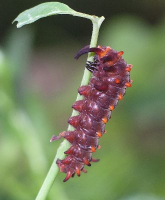 red form of pipevine swallowtail caterpillar