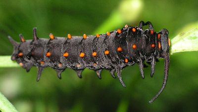 black form of pipevine swallowtail caterpillar