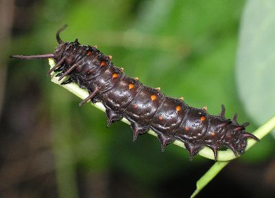 black form of pipevine swallowtail caterpillar