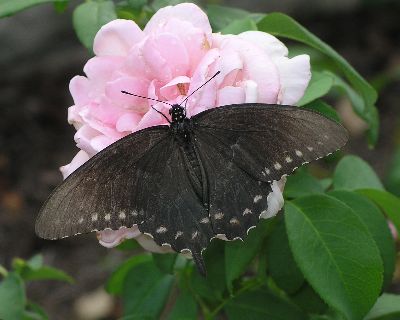 pipevine swallowtail on rose