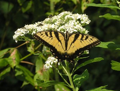 tiger swallowtail butterfly on frostweed