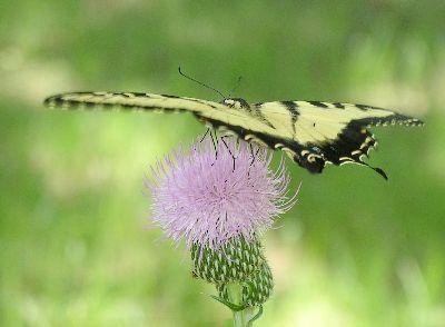 tiger swallowtail butterfly on thistle