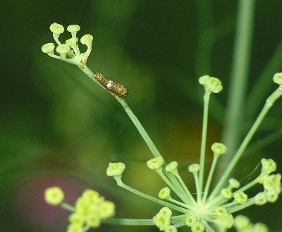 very young black swallowtail caterpillar on fennel