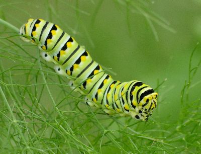 black swallowtail caterpillar on fennel