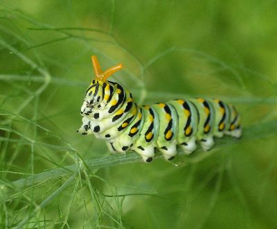 black swallowtail caterpillar with extended osmeterium on fennel