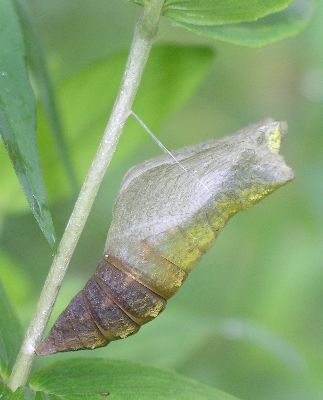 empty black swallowtail chrysalis after butterfly has emerged