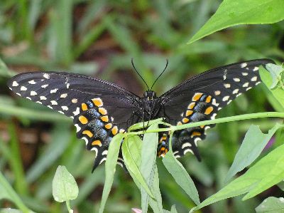 female black swallowtail newly emerged from chrysalis