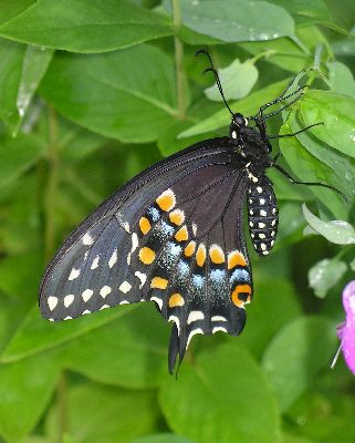 ventral view of female black swallowtail butterfly