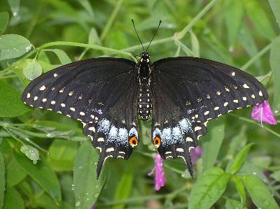 female black swallowtail butterfly