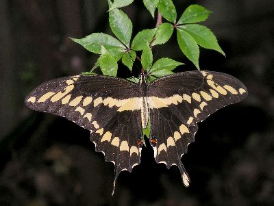 giant swallowtail butterfly on Virginia creeper