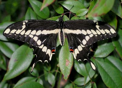 giant swallowtail butterfly on nandina