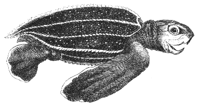 young leatherback