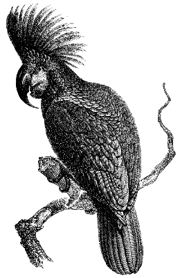 giant black cockatoo