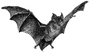 spear-nosed bat