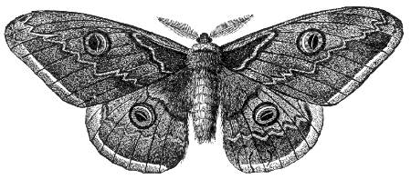 giant silk moth