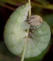 Anaea andria larva