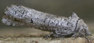 Aon noctuiformis