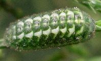 Callophrys gryneus larva