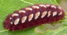 Callophrys henrici larva