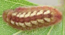 Callophrys henrici larva
