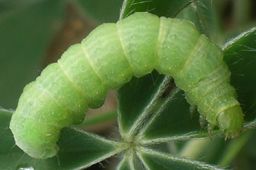 Chrysodeixis includens larva