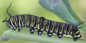 Danaus plexippus larva: dark form