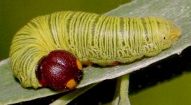 Epargyreus clarus larva