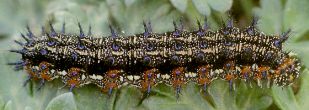 Junonia coenia larva