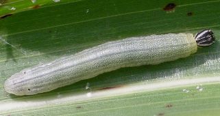 Lerema accius larva