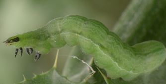 Megalographa biloba larva