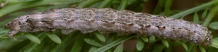 Melipotis acontioides larva