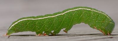 Panopoda sp. larva