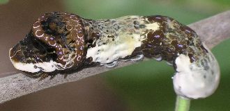 Papilio cresphontes larva