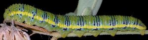 Phoebis sennae larva