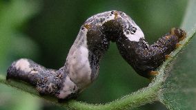 Plusiodonta compressipalpis larva