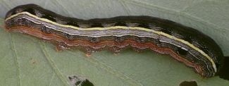 Spodoptera ornithogalli larva