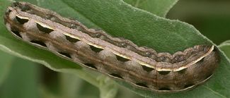 Spodoptera ornithogalli larva