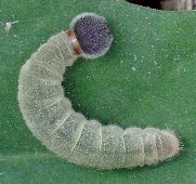 Staphylus hayhurstii larva