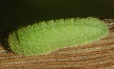 unidentified hairstreak larva