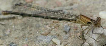 Argia apicalis female