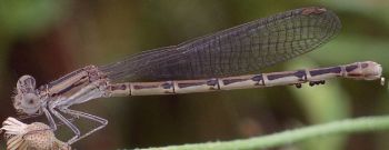 Argia fumipennis female