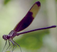 Hetaerina titia male