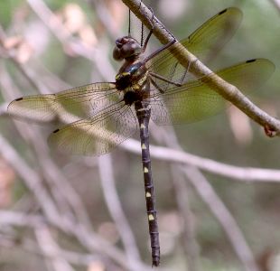 Macromia taeniolata female