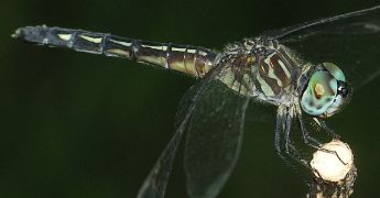 Pachydiplax longipennis female