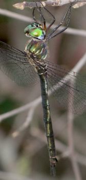 Somatochlora filosa female