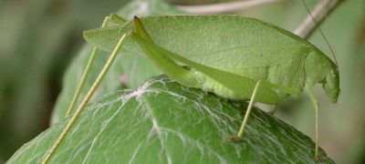 Amblycorypha huasteca female