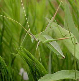 Arethaea ambulator female