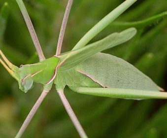 Arethaea ambulator female