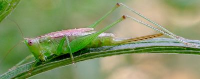 Conocephalus brevipennis female